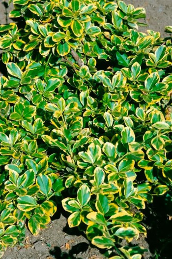 Бересклет Форчуна Канадейл Голд | Euonymus fortunei Canadale Gold